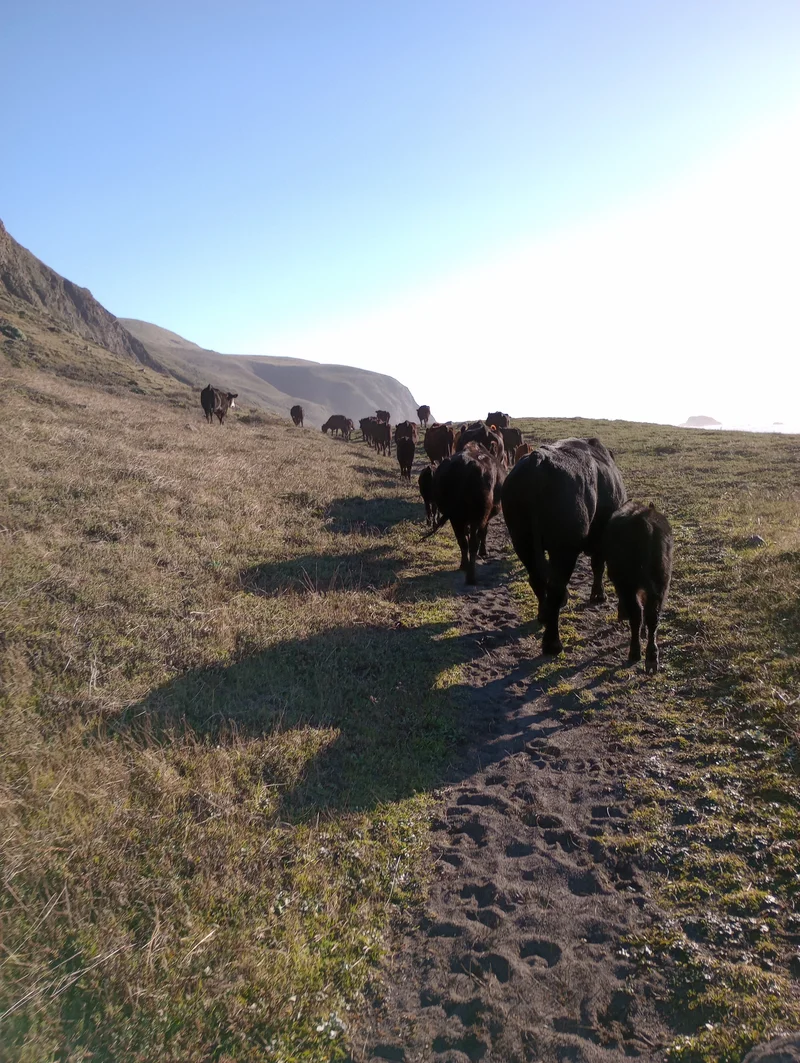 Rancher working